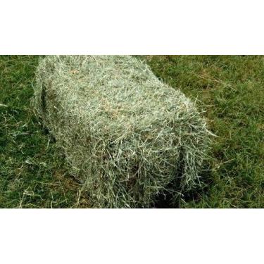 Imagem de 2 KG Feno Tifton 85 - Fininho Verdinho para Coelho e Porquinho da Indi