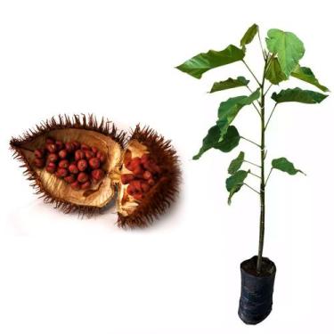 Imagem de Muda de Urucum 20 a 40cm AMK - Plantas Online - AMK Jardinagem e Paisa