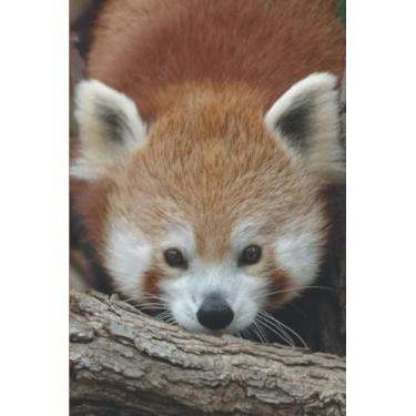 Imagem de Red Panda Notebook: Cute Red Panda Journal Notebook For Red Panda Lovers | 6x9 120 Pages Blank Lined Journal Diary | Gift Girls Women Boys Kids School