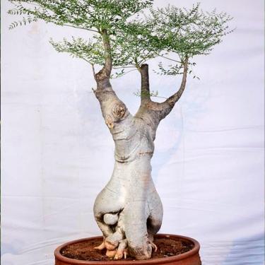 Imagem de Moringa oleifera - Sementes