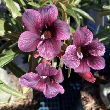 Imagem de Rosa do deserto  Purple Plum enxertada - dm rosa do deserto