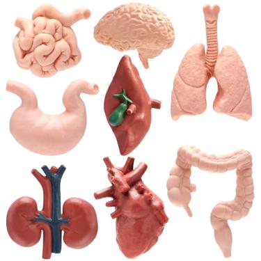 Imagem de 8 peças de modelo de corpo humano para crianças, anatomia de modelo de órgão humano, fisiologia 3D, ferramentas de estudo realistas, cérebro, coração, pulmão para estudantes de ciências