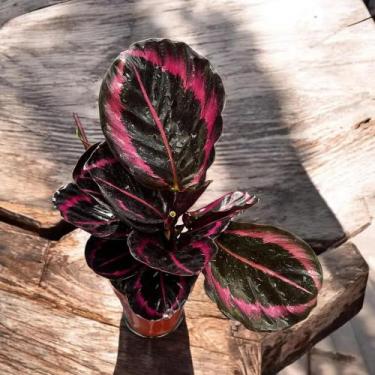 Imagem de Calathea Rubi Folha Rosa Rara Maranta Planta Natural C/vaso Adicionar 