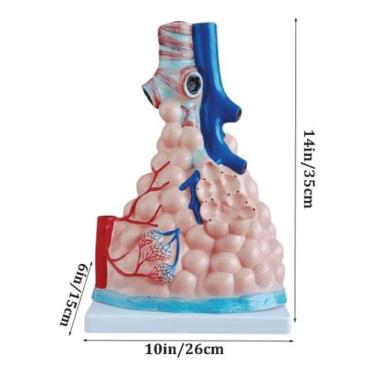 Imagem de Anatomic - Alvéolos Pulmonares Ampliado, Padrão