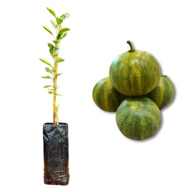 Imagem de Muda de Laranja Kinkan Variegata Enxertada (Xim Xim) - Rápida Produção - Produz em Vasos - Exótica e Rara