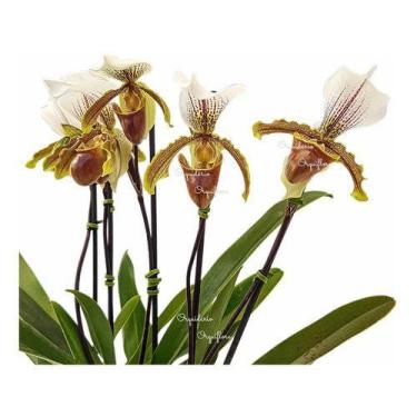 Imagem de Orquídea Sapatinho Entouceirada Paphiopedilum Planta Adulta - no brand