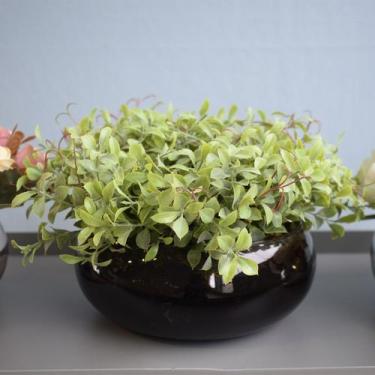 Imagem de Arranjo de Folhagens Peperômia no Vaso Baixo de Vidro  Linha Arranjos 