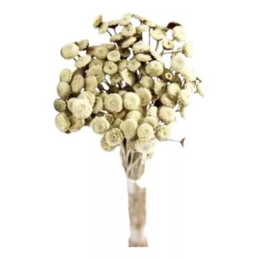 Imagem de Buque Botão Branco Desidratado Sempre Viva Flores Secas - FLORA FULL
