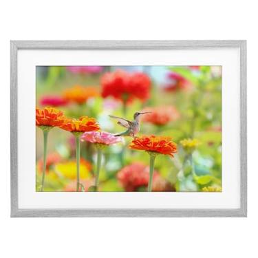 Imagem de Stupell Industries Impressão emoldurada cinza beija-flor Sugar Fairy Design sob vidro por Carrie Ann Grippo-Pike, 17 x 23