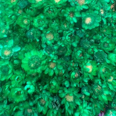 Imagem de Sempre vivas COLORIDAS EXTRA, kit com 250 flores secas desidratadas para casamento (Verde)
