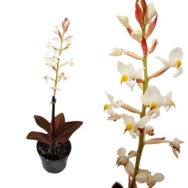 Imagem de Orquídea Pipoca Ludisia Discolor Planta Adulta Natural - Orquiflora