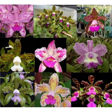 Imagem de Kit 10 Orquídeas Cattleya Adultas Pintalgadas Sem Repetição