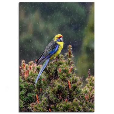 Imagem de Impressão em tela da Tasmânia Rosella Papagaio Poster Arte de parede para casa 1 peça Decorações Noframed 30.5 cmx20.3 cm