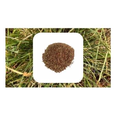 Imagem de Sementes de Capim Coracana Pé de Galinha - 3KG - SEEDS