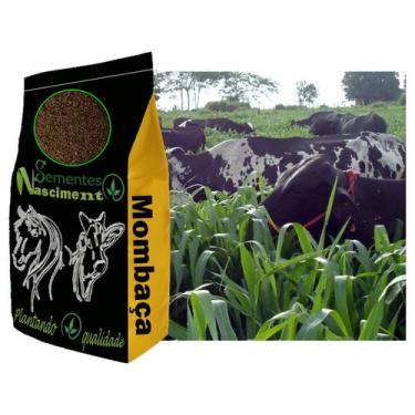 Imagem de 5kg sementes de capim mombaça para formar pastagem excelente resistent