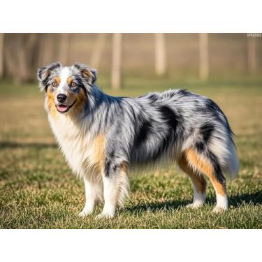 Imagem de IPISSOI Pastor australiano arte diamante 5D pintura de diamante kits DIY completo redondo contas pedra por número mosaico bordado artes e artesanato para sala de estar quarto casa decoração de parede