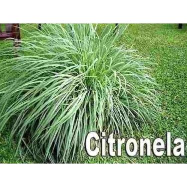 Imagem de Óleo Puro De Citronela Com 50 Ml - BIANQUIMICA