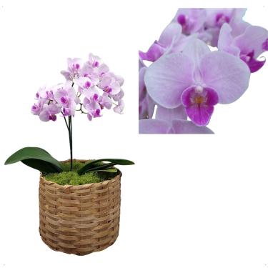 Imagem de Orquidea Mini Phalaenopsis Cascata Decorativa Planta Natural
