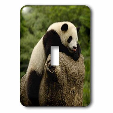 Imagem de 3dRose lsp_70207_1 Urso Panda Gigante, Conservação Wolong, Interruptor de Interruptor Único da China
