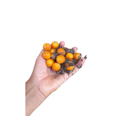 Imagem de 1 Kg Sementes Palmeira Rabo de Raposa (Wodyetia bifurcata) Sementes Frescas – Germinação Garantida – Planta Ornamental Rara para Jardim e Paisagismo