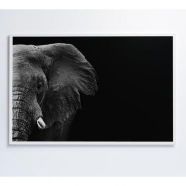 Imagem de Quadro Elefante Preto E Branco 60x40 Cm Adesivo Fotográfico