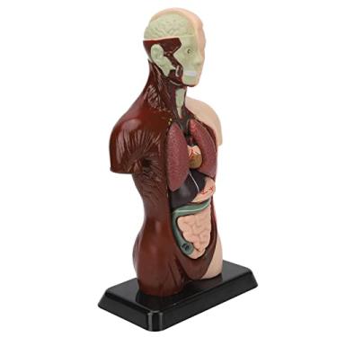 Imagem de Zhjvihx Modelo do Corpo Humano, Simulação de Modelo de Torso Humano de Plástico Profissional Destacável para Auxiliares de Ensino