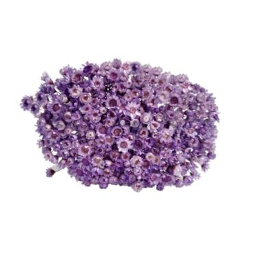 Imagem de SEMPRE VIVAS FLORZINHAS DESIDRATADAS PARA LEMBRANCINHAS ARRANJOS DE MESA CASAMENTOS MAÇO ORGANIZADO(LILÁS)