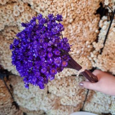 Imagem de Kit 1.600 Flores Sempre-Vivas Tipo 1 Extra | Flores Secas Naturais p/ Decoração, Arranjos e Presentes | Buquês Premium | Oferta Especial(Roxo)