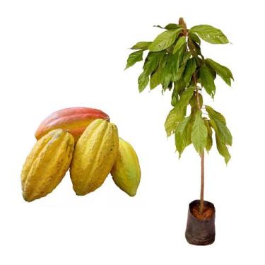 Imagem de Muda de Cacau 20 a 40cm AMK - Plantas Online - AMK Jardinagem e Paisag