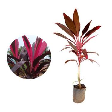 Imagem de Muda de Dracena Baby 20 a 40cm AMK - Plantas Online - AMK Jardinagem e