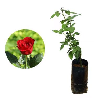 Imagem de Muda de Rosa Vermelha 20 a 40cm AMK - Plantas Online - AMK Jardinagem 