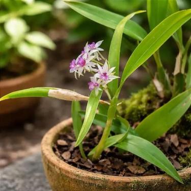 Imagem de Scaphyglottis violacea - Orquídea Exótica com Flores Roxas - Orquidári