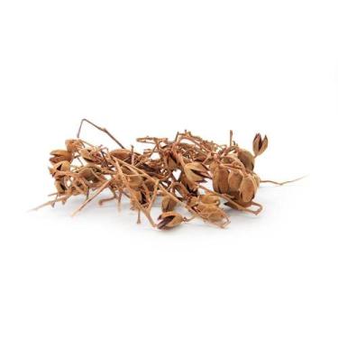 Imagem de Sementes Cascas Diversas para Decoração Flores Seca Variadas - Pense F