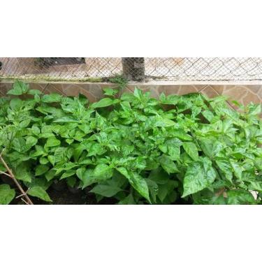 Imagem de Muda da Pimenta Carolina Reaper com Flores, a Pimenta Forte e Segunda 