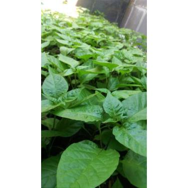 Imagem de Muda da Pimenta Carolina Reaper, a Segunda Pimenta Forte e Mais Ardida