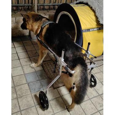 Imagem de Cadeira De Rodas Para Cães De Estimação Grandes Para Pastor Alemão Rodas De Reabilitação De Mobilidade Ajustável Pernas Traseiras Com Deficiência Andando Para Cães De 15 A 60, XX-Large