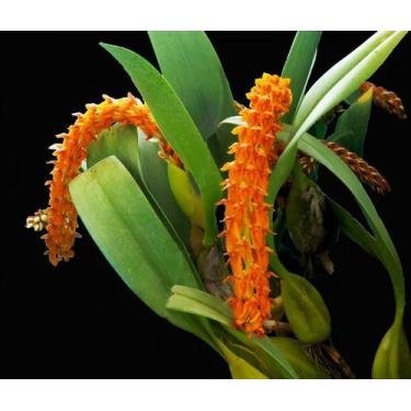 Imagem de Bulbophyllum Elassonotum - Orquídea Exótica de Flores Pequenas - Orqui