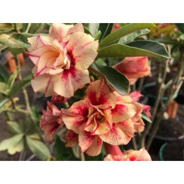 Imagem de 01 Rosa Do Deserto Amarela Mesclada TS-249 - ItaloBragaRD