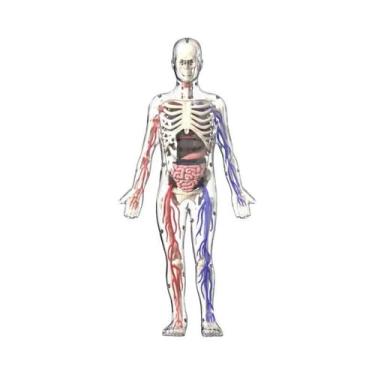 Imagem de Brinquedo Educacional De Ciência Para Crianças: Modelo De Torso Humano