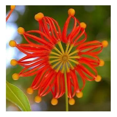 Imagem de Muda da Árvore Roda de Fogo - Stenocarpus Sinuatus - Lançamento - no-b