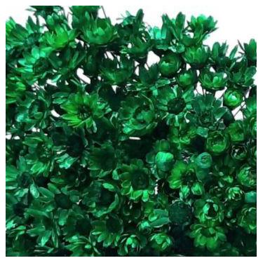 Imagem de Sempre Viva colorida 200 unidades - VIVA FLORES, VERDE ESCURO