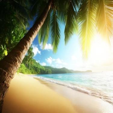 Imagem de Quadro Decorativo Estampa Tropical Paradise Palavras Vazias com Árvore Palmas Praia Cores Vivas para Sala Quarto Escritório 50x50cm