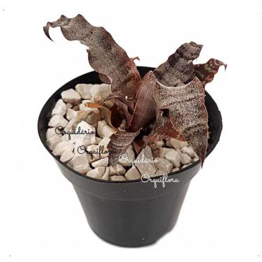 Imagem de Muda Bromelia Cryptanthus Planta Mármore Com Vaso