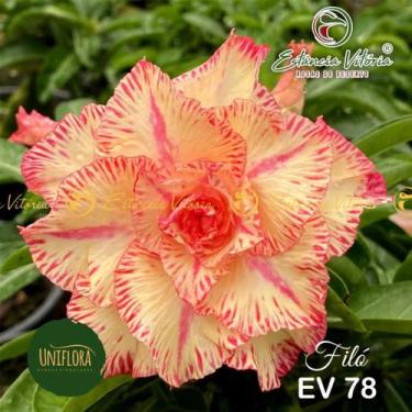 Imagem de Planta Rosa do Deserto Dobrada FILÓ - UNIFLORA