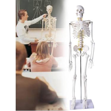 Imagem de Modelo anatómico de esqueleto humano de tamanho completo de 85 cm com crânio e coluna vertical para estudantes de medicina, ferramenta de aprendizagem médica removível, modelo de brinquedo