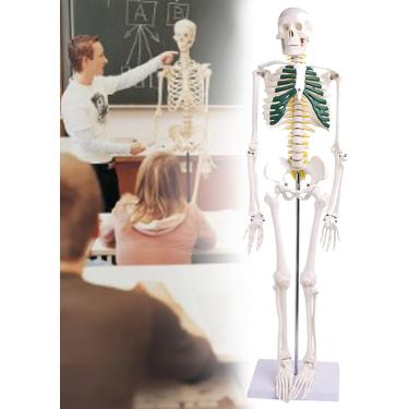 Imagem de Modelo anatómico de esqueleto humano de tamanho completo de 85 cm com crânio e coluna vertical para estudantes de medicina, ferramenta de aprendizagem médica removível, modelo de brinquedo