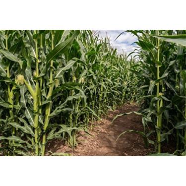 Imagem de CSFOTO Fundo de 1,5 x 0,9 m para labirinto de campo de milho verde, cenário fotográfico, fazenda, campo de milho, labirinto, colheita, outono, agricultura, paisagem rural, fazenda, fotos, estúdio