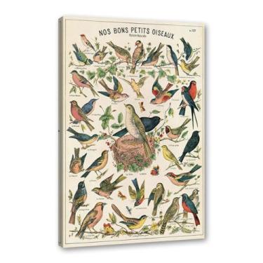 Imagem de Pôster vintage de pássaros franceses ornitologia impressão de pássaros presentes para pássaros educação arte de parede pintura em tela sala de estar decoração de casa (SKU1,40.6x61.0 cm = (40x60cm