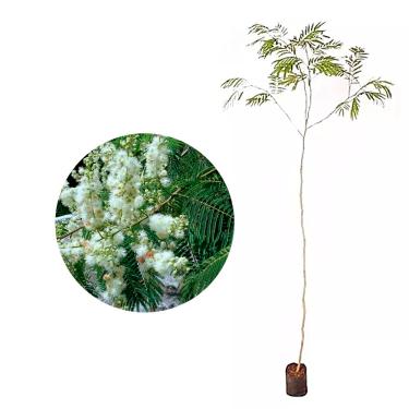 Imagem de Genérico, Muda de Angico Branco 20 a 40cm AMK - Plantas Online