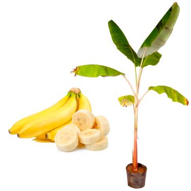 Imagem de Genérico, Muda de Banana Nanica 20 a 40cm AMK - Plantas Online